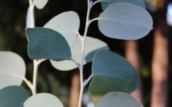 Mappa Tassie Cold Hardy Eucalyptus Tree (Eucalyptus Pauciflora) - 2 Gallon Pot 9 Mappa Tassie Cold Hardy Eucalyptus Tree (Eucalyptus Pauciflora) - 2 Gallon Pot -Garden Plant Shop Eucalyptus Tree Mappa Tassie Pauciflora Snow Gum 4