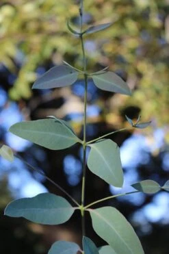 Grace Cold Hardy Eucalyptus Tree (Eucalyptus Elliptica) - 3 Gallon Pot 9 Grace Cold Hardy Eucalyptus Tree (Eucalyptus Elliptica) - 3 Gallon Pot -Garden Plant Shop Eucalytptus Grace BS