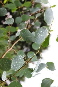 Lucky Country Cold Hardy Eucalyptus Tree (Eucalyptus Camphora) - 1 Gallon Pot -Garden Plant Shop Eucalytptus Lucky Country BS 1