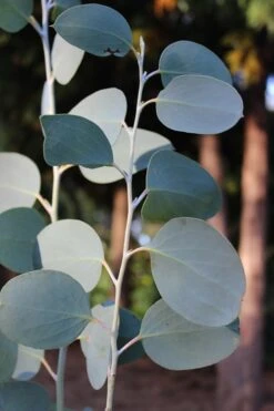 Mappa Tassie Cold Hardy Eucalyptus Tree (Eucalyptus Pauciflora) - 2 Gallon Pot 11 Mappa Tassie Cold Hardy Eucalyptus Tree (Eucalyptus Pauciflora) - 2 Gallon Pot -Garden Plant Shop Eucalytptus Mappa Tassie BS 4