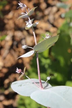 Maggie Cold Hardy Eucalyptus Tree (Eucalyptus Nova Anglica) - 3 Gallon Pot -Garden Plant Shop Eusalyptus Maggie 1 500x750 5