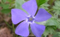 Evergreen Periwinkle - Vinca Minor - 18 Count Flat Of Pint Pots -Garden Plant Shop Evergreen Periwinkle Closeup
