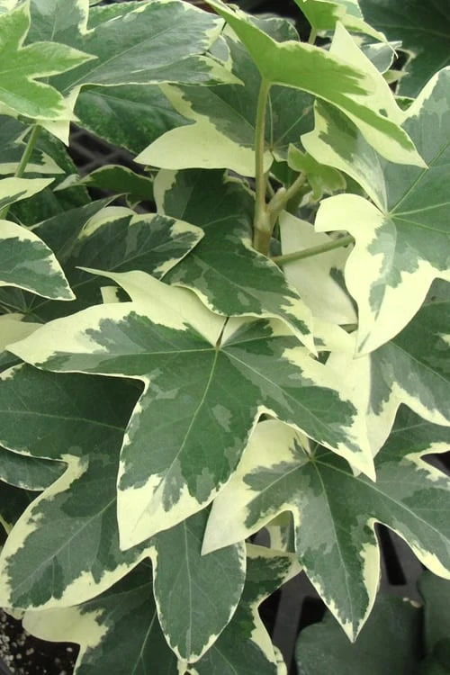 Angyo Star Fatshedera 1 Gallon Pot 1 Angyo Star Fatshedera 1 Gallon Pot