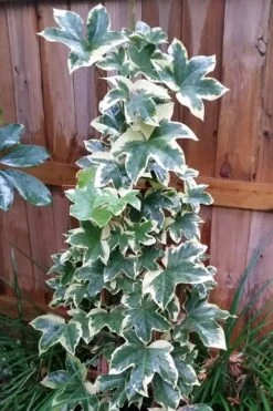 Angyo Star Fatshedera - 3 Gallon Pot -Garden Plant Shop Fatshedera Angyo Star 3 1