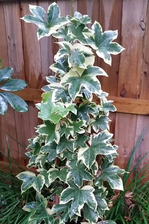 Angyo Star Fatshedera 1 Gallon Pot 4 Angyo Star Fatshedera 1 Gallon Pot - Image 4