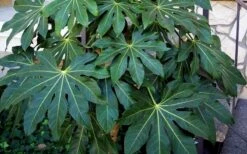 Fatsia Japonica - Japanese Aralia - Glossy Paper Plant - 1 Gallon Pot -Garden Plant Shop Fatsia Japanese Aralia 1