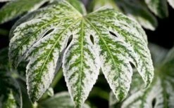 Spider's Web Fatsia - Japanese Aralia Paper Plant - 3 Gallon Pot -Garden Plant Shop Fatsia Spider Web close Up 1