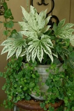 Spider's Web Fatsia - Japanese Aralia Paper Plant - 3 Gallon Pot -Garden Plant Shop Fatsia Spiders Web 21 1