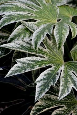 Spider's Web Fatsia - Japanese Aralia Paper Plant - 2 Gallon Pot -Garden Plant Shop Fatsia Spiders Web 24