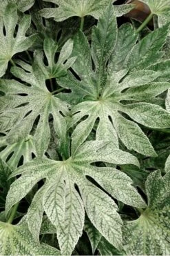 Spider's Web Fatsia - Japanese Aralia Paper Plant - 2 Gallon Pot -Garden Plant Shop Fatsia Spiders Web 33