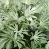 Spider's Web Fatsia - Japanese Aralia Paper Plant - 5 Gallon Pot
