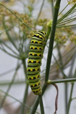 Bronze Fennel (Foeniculum Vulgare 'Purpureum') - 1 Gallon Pot -Garden Plant Shop Fennel Bronze 4