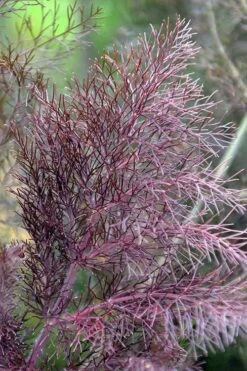 Bronze Fennel (Foeniculum Vulgare 'Purpureum') - 1 Gallon Pot -Garden Plant Shop Fennel Bronze 7