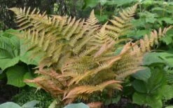 Autumn Fern - Dryopteris Erythrosora - 6 Pack Of 1 Gallon Pots 10 Autumn Fern - Dryopteris Erythrosora - 6 Pack Of 1 Gallon Pots -Garden Plant Shop Fern Autumn 1 2