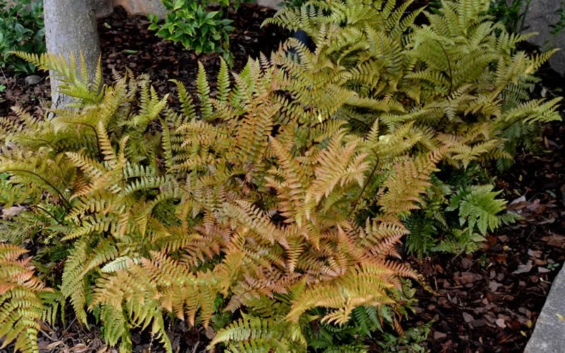 Autumn Fern (Dryopteris Erythrosora) - 3 Gallon 5 Autumn Fern (Dryopteris Erythrosora) - 3 Gallon - Image 5