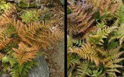 Autumn Fern - Dryopteris Erythrosora - 1 Gallon Pot 12 Autumn Fern - Dryopteris Erythrosora - 1 Gallon Pot -Garden Plant Shop Fern Autumn 4 3