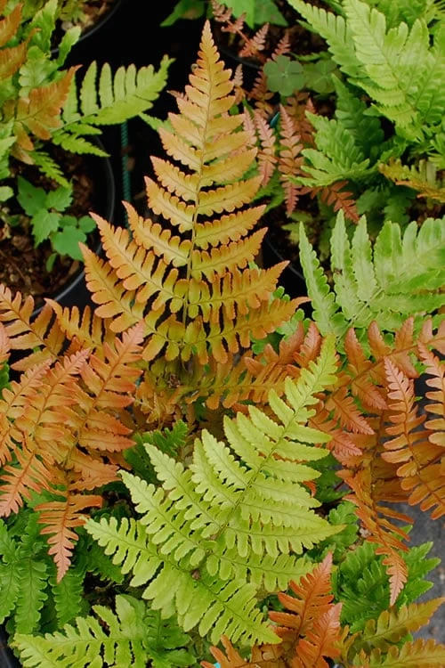 Autumn Fern (Dryopteris Erythrosora) - 5 Pack Of Quart Pots 1 Autumn Fern (Dryopteris Erythrosora) - 5 Pack Of Quart Pots