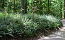 Christmas Fern (Polystichum Acrostichoides) - 1 Gallon Pot -Garden Plant Shop Fern Christmas 11