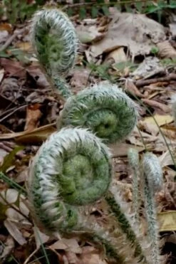 Christmas Fern (Polystichum Acrostichoides) - 1 Gallon Pot -Garden Plant Shop Fern Christmas 12