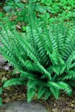 Christmas Fern (Polystichum Acrostichoides) - 1 Gallon Pot -Garden Plant Shop Fern Christmas 14