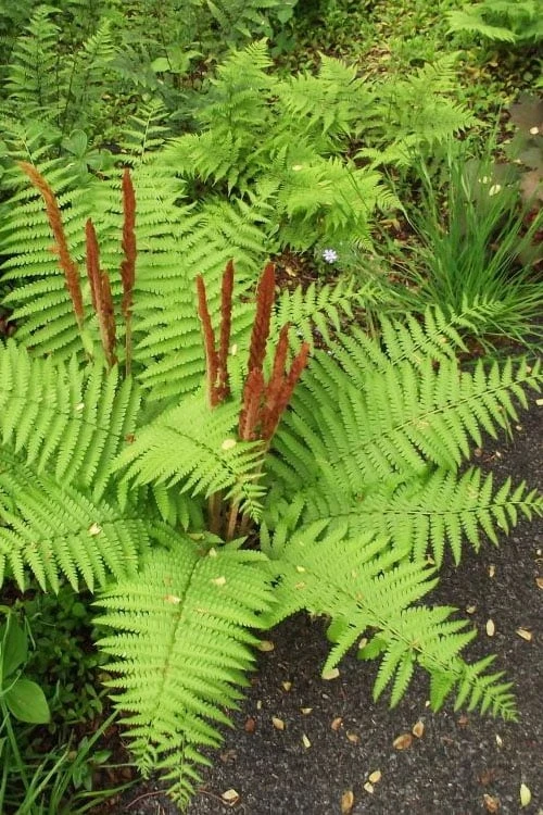 Cinnamon Fern (Osmunda Cinnamomea) - 1 Gallon Pot 4 Cinnamon Fern (Osmunda Cinnamomea) - 1 Gallon Pot - Image 4