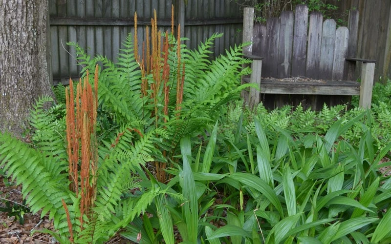 Cinnamon Fern (Osmunda Cinnamomea) - 1 Gallon Pot 5 Cinnamon Fern (Osmunda Cinnamomea) - 1 Gallon Pot - Image 5