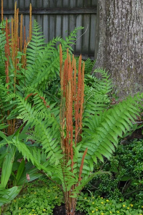 Cinnamon Fern (Osmunda Cinnamomea) - 1 Gallon Pot 1 Cinnamon Fern (Osmunda Cinnamomea) - 1 Gallon Pot