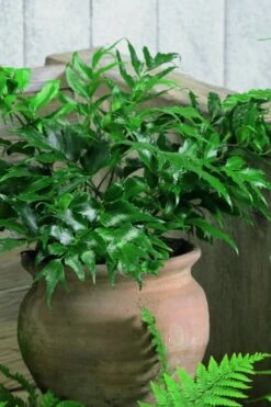Japanese Holly Fern - Cyrtomium Falcatum 'Rochfordianum' - 2.5 Quart Pot 9 Japanese Holly Fern - Cyrtomium Falcatum 'Rochfordianum' - 2.5 Quart Pot -Garden Plant Shop Fern Japanese Holly 8