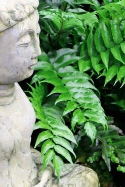 Japanese Holly Fern - Cyrtomium Falcatum 'Rochfordianum' - 2.5 Quart Pot 10 Japanese Holly Fern - Cyrtomium Falcatum 'Rochfordianum' - 2.5 Quart Pot -Garden Plant Shop Fern Japanese Holly 9