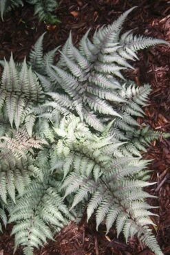 Japanese Painted Fern - 5 Pack Of Quart Pots 14 Japanese Painted Fern - 5 Pack Of Quart Pots -Garden Plant Shop Fern Japanese Painted 15