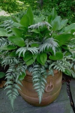 Japanese Painted Fern - 5 Pack Of Quart Pots 19 Japanese Painted Fern - 5 Pack Of Quart Pots -Garden Plant Shop Fern Japanese Painted 19