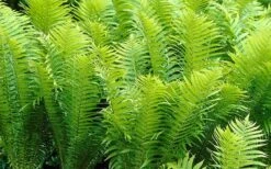 Ostrich Fern - Matteuccia Struthiopteris - 6 Pack Of 1 Gallon Pots 7 Ostrich Fern - Matteuccia Struthiopteris - 6 Pack Of 1 Gallon Pots -Garden Plant Shop Fern Ostrich 2