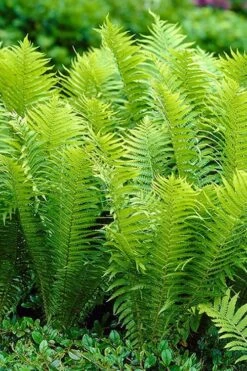 Ostrich Fern - Matteuccia Struthiopteris - 6 Pack Of 1 Gallon Pots
