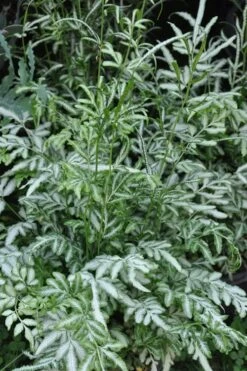 Silver Lace Fern - 5 Pack Of Quart Pots 9 Silver Lace Fern - 5 Pack Of Quart Pots -Garden Plant Shop Fern Silver Lace 5
