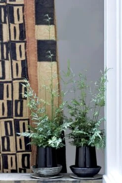 Silver Lace Fern - 5 Pack Of Quart Pots 10 Silver Lace Fern - 5 Pack Of Quart Pots -Garden Plant Shop Fern Silver Lace 6