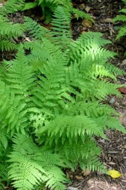 Southern Wood Fern (Thelypteris Kunthii) - 1 Gallon Pot -Garden Plant Shop Fern Southern Wood Kunthii