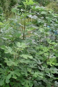 Black Mission Fig Tree - 1 Gallon Pot -Garden Plant Shop Fig Black Mission 5