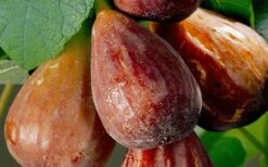 Brown Turkey Fig Tree - 5 Gallon Pot 12 Brown Turkey Fig Tree - 5 Gallon Pot -Garden Plant Shop Fig Brown Turkey 20 1