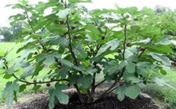 Chicago Cold Hardy Fig Tree - 1 Gallon Pot -Garden Plant Shop Fig Chicago Cold Hardy 1 1