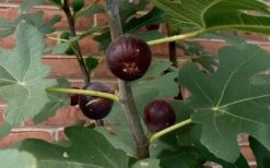 Chicago Cold Hardy Fig Tree - 6 Pack Of 1 Gallon Pots -Garden Plant Shop Fig Chicago Cold Hardy 5