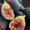Chicago Cold Hardy Fig Tree - 1 Gallon Pot