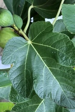 Italian Honey Fig Tree (Ficus Carica 'Lattarula') - 1 Gallon Pot -Garden Plant Shop Fig Ischia 3