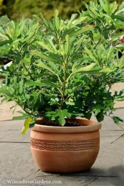 Little Ruby Dwarf Fig Tree - 3 Gallon Pot -Garden Plant Shop Fig Little Miss Figgy 1