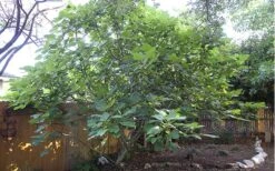 Texas Everbearing Fig Tree - 3 Gallon Pot -Garden Plant Shop Fig Texas Everbearing 12 1