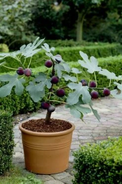 Texas Everbearing Fig Tree - 6 Pack Of 1 Gallon Pots -Garden Plant Shop Fig Texas Everbearing 13