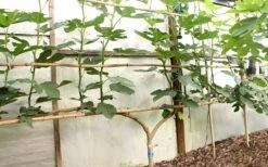 Texas Everbearing Fig Tree - 6 Pack Of 1 Gallon Pots -Garden Plant Shop Fig Texas Everbearing 6