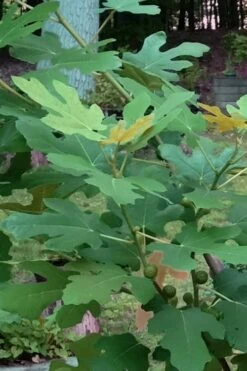 Texas Everbearing Fig Tree - 6 Pack Of 1 Gallon Pots -Garden Plant Shop Fig Texas Everbearing 7