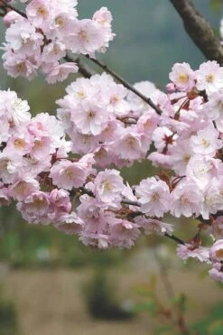 Autumnalis Fall Blooming Cherry Tree - 5 Gallon Pot -Garden Plant Shop Floweriong Cherry Autumnalis 2