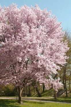Autumnalis Fall Blooming Cherry Tree - 5 Gallon Pot -Garden Plant Shop Floweriong Cherry Autumnalis 3