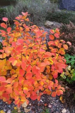 Blue Mist Fothergilla - 3 Gallon Pot -Garden Plant Shop Fothergilla Blue Mist 3